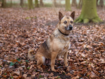 Portrait of dog lying on land