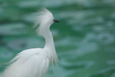 Close-up of bird by lake