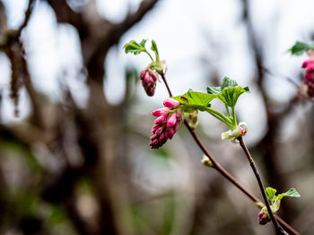 Close-up of pink flowering plant