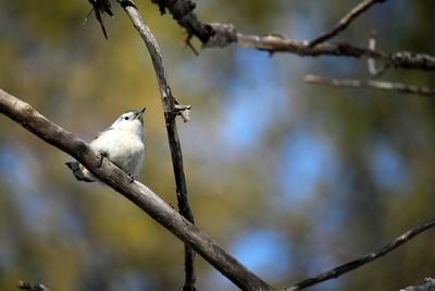 Close-up of bird perching on branch