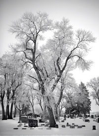 Bare trees against sky