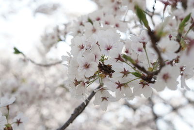 Close-up of cherry blossom