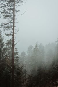 Trees in forest during foggy weather