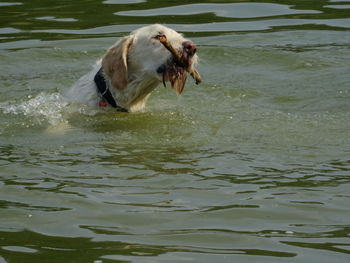 Dog in water