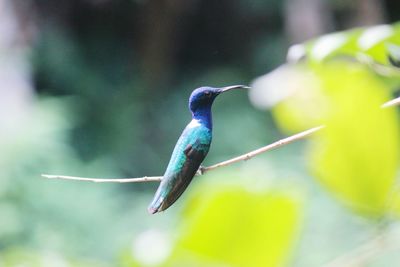 Close-up side view of bird on cable