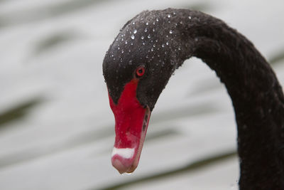 Close-up of moorhen