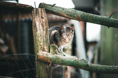 Portrait of a cat on branch