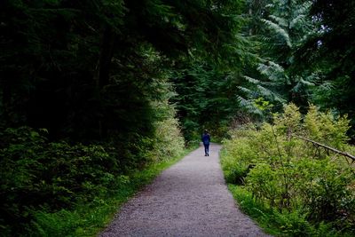 Rear view of man walking on road amidst trees in forest