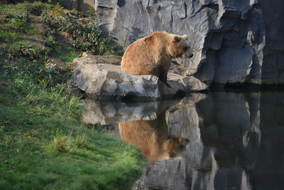 Bear sitting on rock by lake