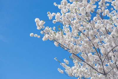 Low angle view of white flower tree against blue sky