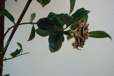 Close-up of plant against water