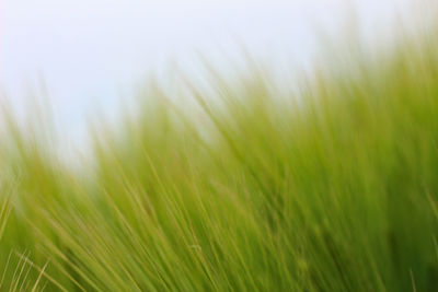 Close-up of wheat growing on field