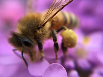 Close-up of bee on purple flower