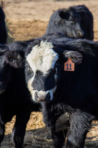 Close-up of cow