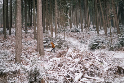 Trees in forest during winter