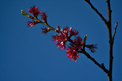 Low angle view of cherry blossoms against clear blue sky