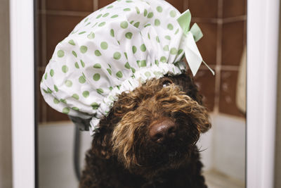 Funny dog in the bathroom with shower cap