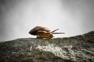 Close-up of snail