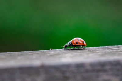 Close-up of ladybug on wall