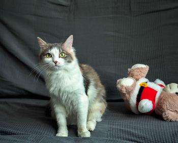 Portrait of cat with toy