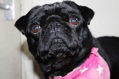 Close-up portrait of pug