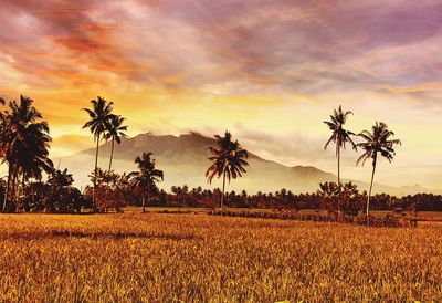 Scenic view of agricultural field against sky during sunset