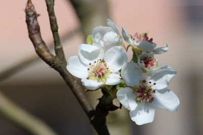 Close-up of white cherry blossom tree