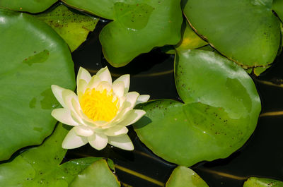 Close-up of yellow flower