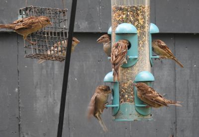 Birds at the bird feeder