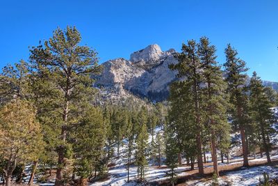 Low angle view of trees in forest against clear blue sky