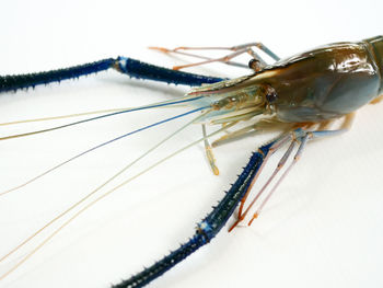 Close up fresh giant river prawn isolated on white background. 