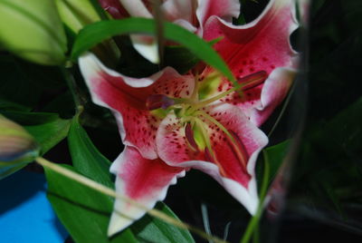 Close-up of pink flowers blooming outdoors