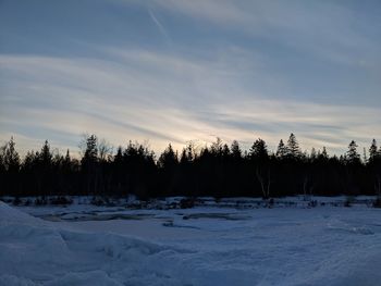 Trees on snow covered landscape