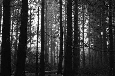 Trees in forest