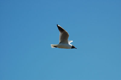 Low angle view of bird flying against clear sky