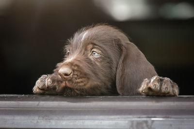 Close-up of a dog looking away