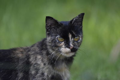 Close-up portrait of black cat