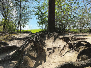 Trees growing in forest