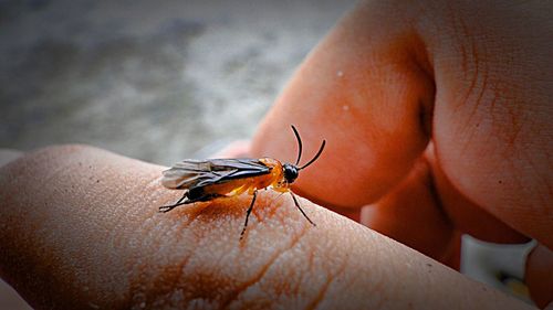 Close-up of insect on hand