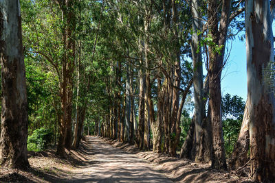 Footpath amidst trees in forest