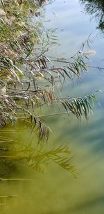 Reflection of tree in lake against sky