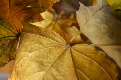 Close-up of yellow maple leaves