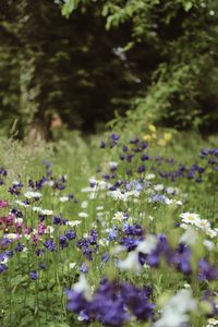 Close-up of purple flowering plants on field