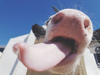 Close-up of a horse