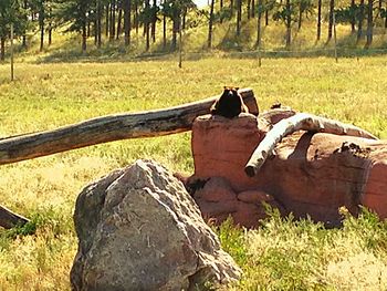 View of horse on field