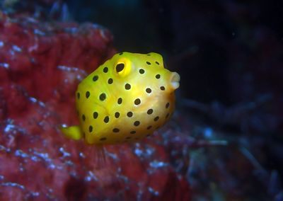 Close-up of yellow underwater