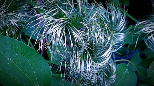 Close-up of leaves