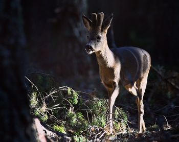 Deer standing in a forest