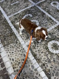 High angle view of dog on footpath