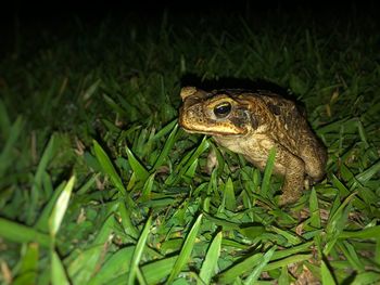 Close-up of frog on field